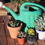 Una mano che innaffia una pianta grassa in un vaso, con acqua che scorre delicatamente.