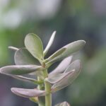 Albero di Giada in un ambiente inadeguato, evidenziando le zone da evitare per la sua coltivazione.